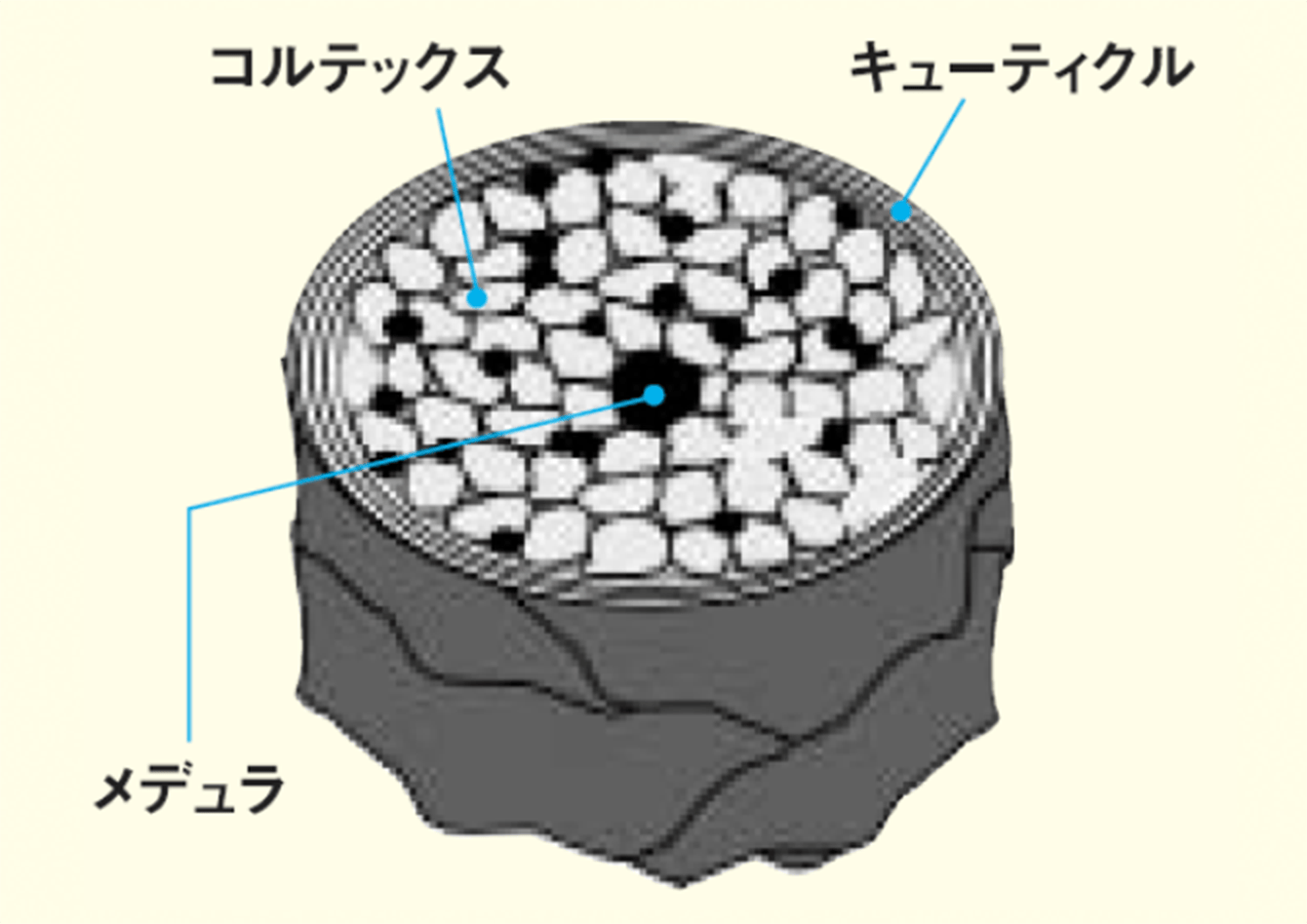 毛髪構造